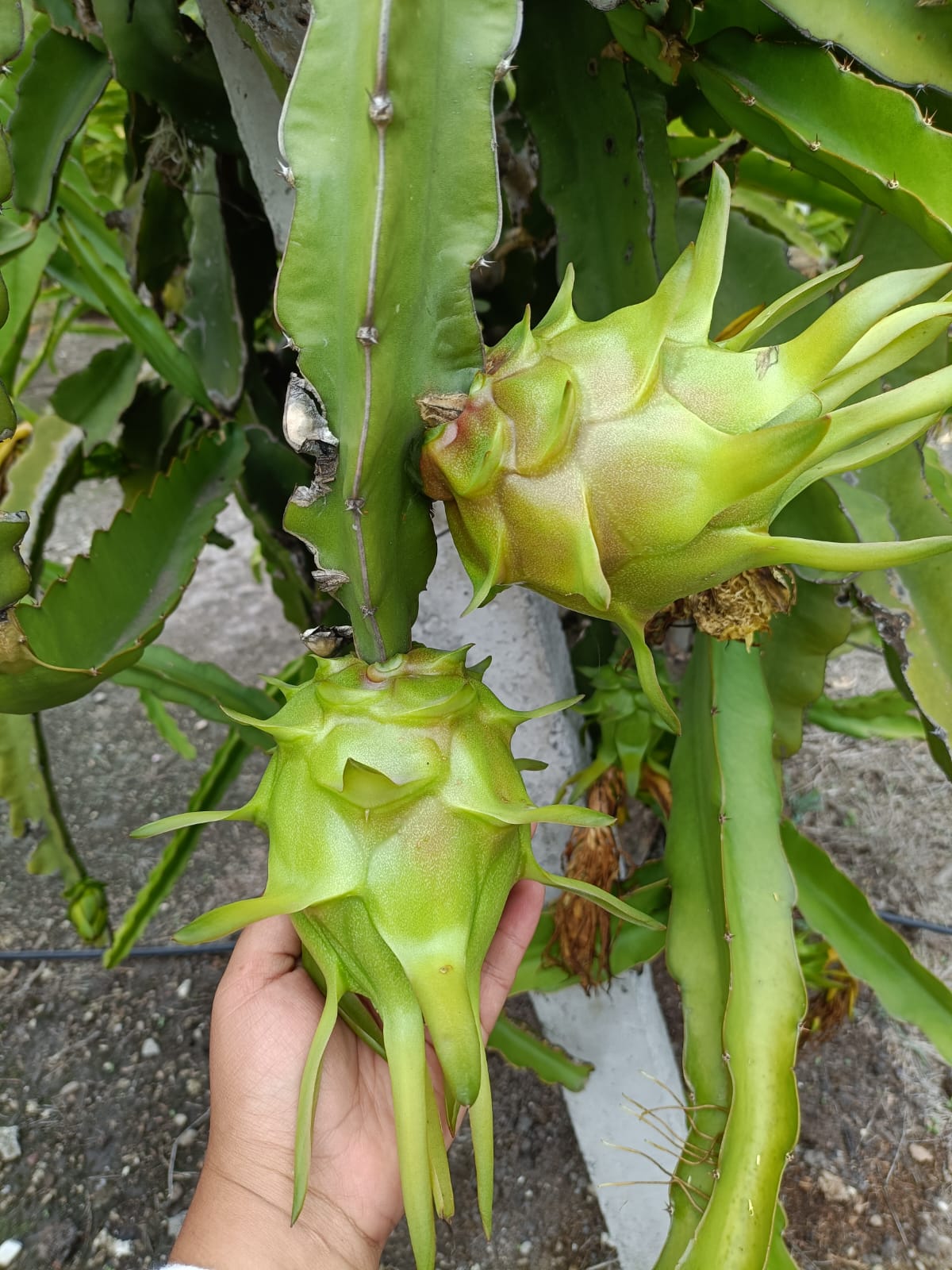 Responsabilidad Social