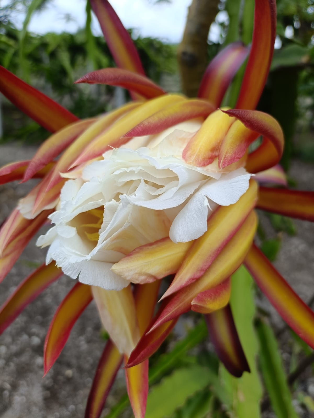 Responsabilidad Social