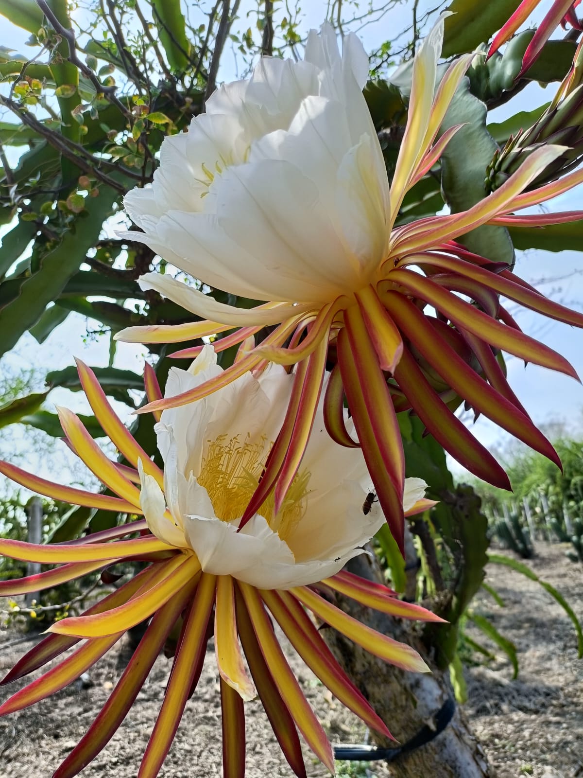 Responsabilidad Social