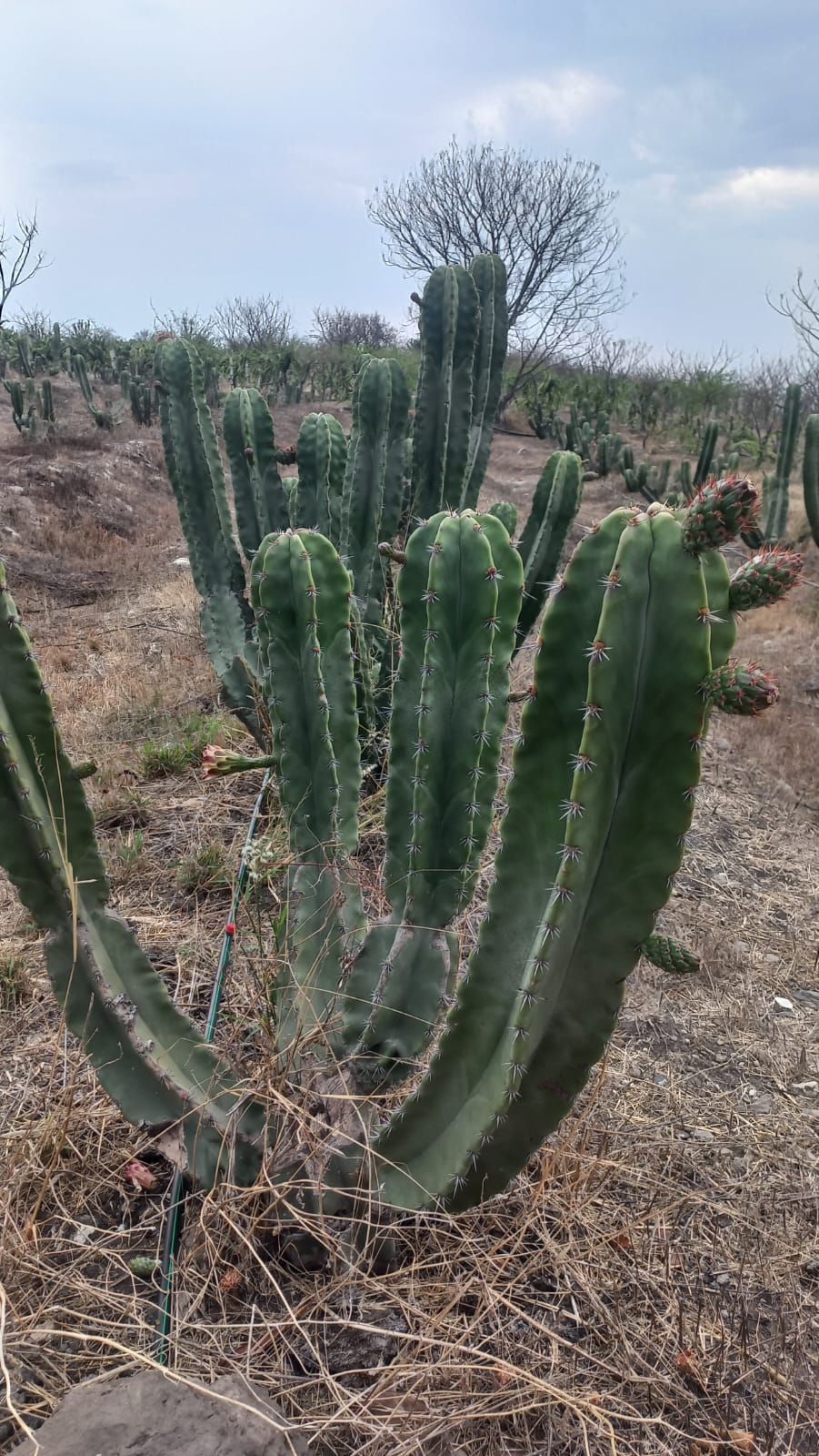 Proceso de Certificación