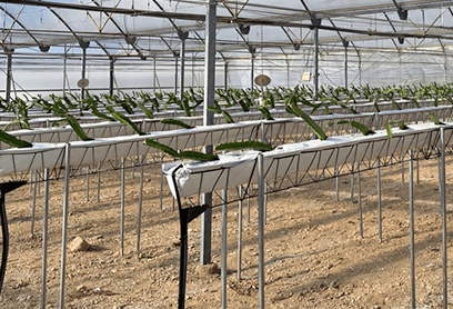 Material Vegetativo de Pitahaya, Pitaya y Tunillo