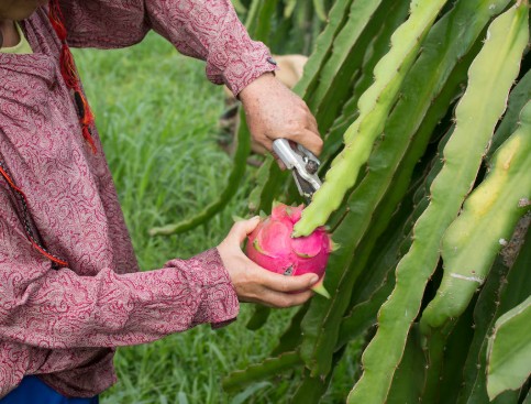 Asesoría Técnica en cultivo de Pitahaya, Pitaya y Tunillo